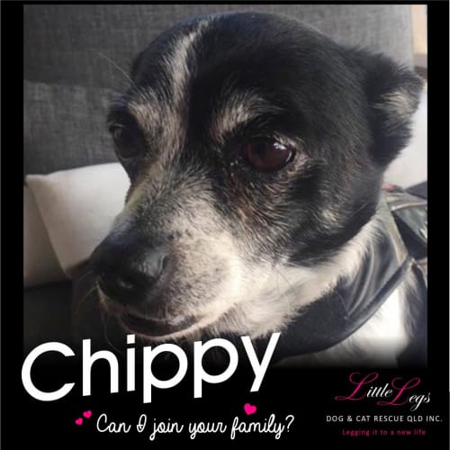 Chippy