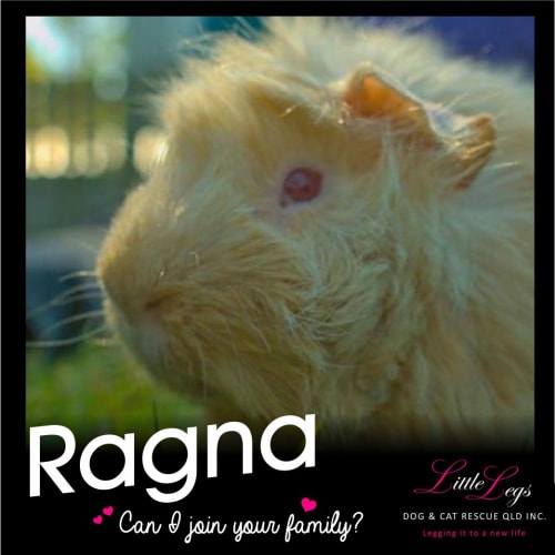 Ragnar