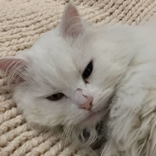 Powder **2nd Chance Cat Rescue**