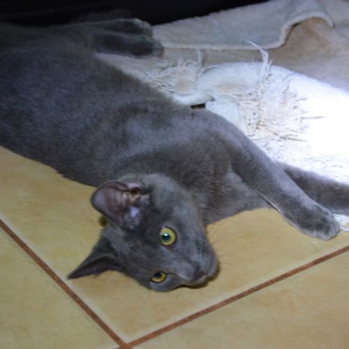 Gandalf (Bec46601)