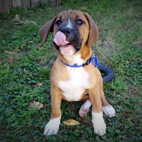 Ali ~ Boxer x ~ Puppy (On Trial 2/9/17)