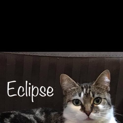 Eclipse 