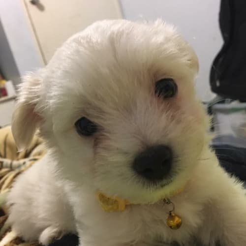 Pola