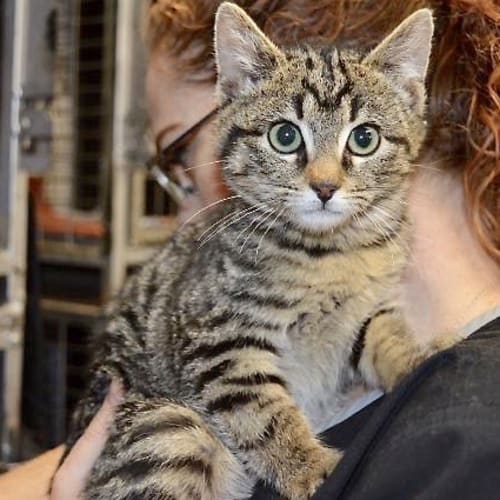 Wilbur (C3015)