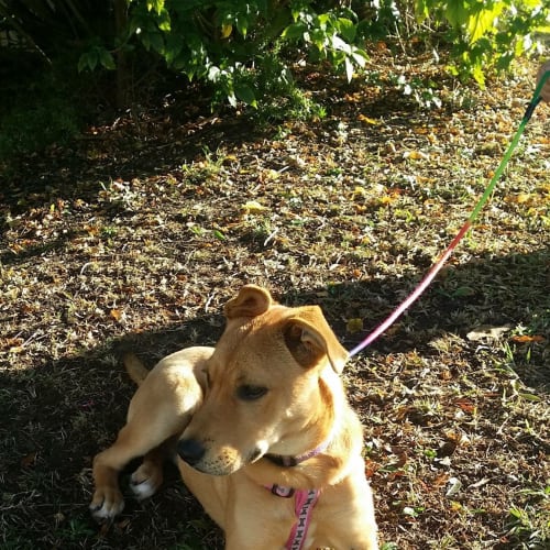 Nova