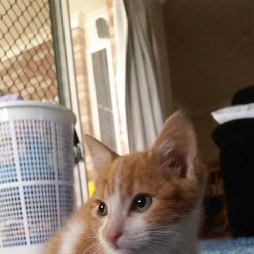 Cyrus
