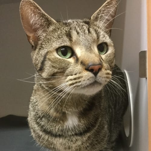 Bosco