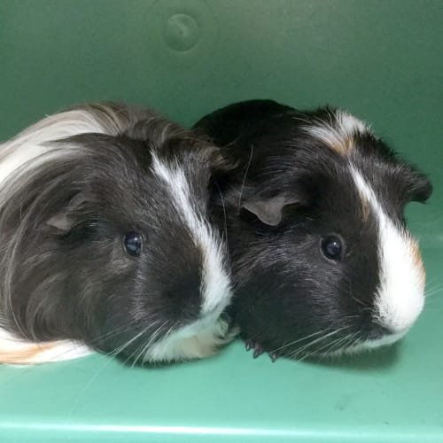Persius & Thea