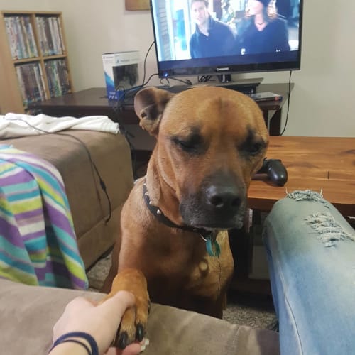 Zak