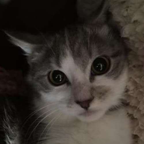 Lolabelle