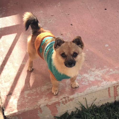 Chico ** Amazing Little Guy **