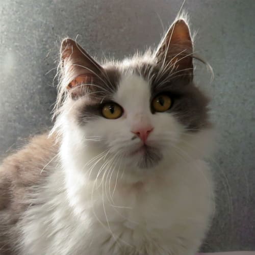 Clara