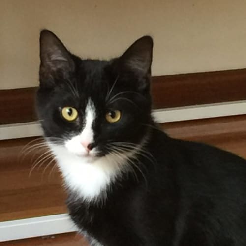 Woody (Meet me at Petstock - Eltham)