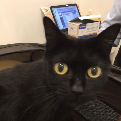 Raven (Meet me at Neko HQ - Preston)