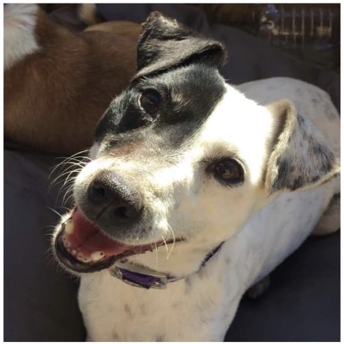 Mindy & Boxer - the lovable pair