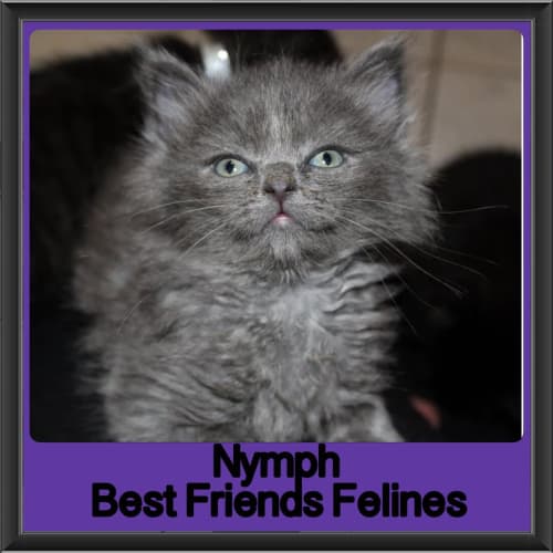 Nymph