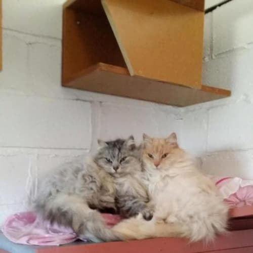 Billy and Basil