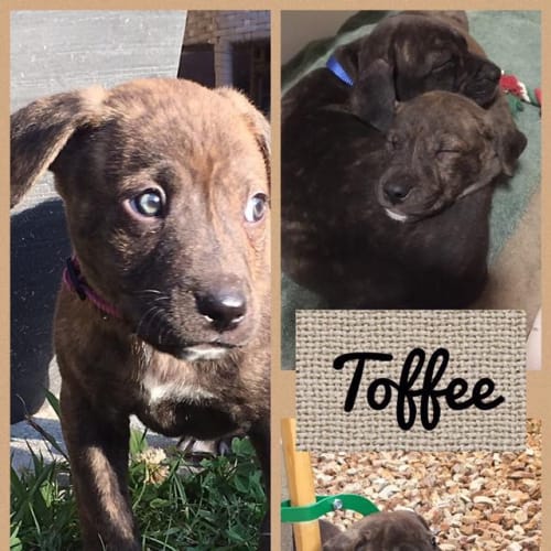 Toffee