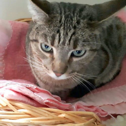 Juno