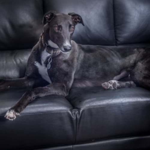 “Henry”, Constant Companion. Melbourne