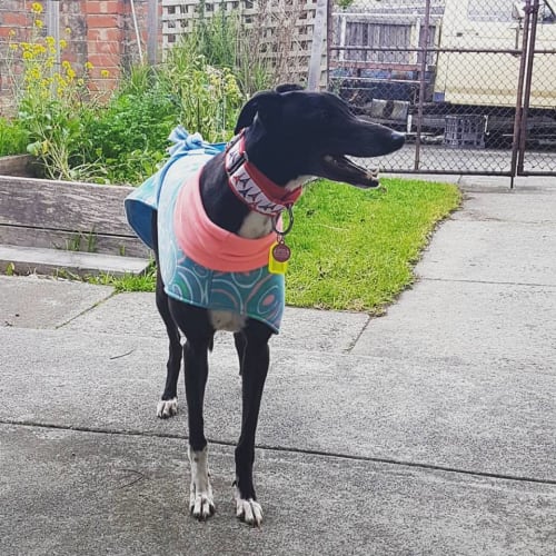 “Willow”, Character in the Making. Melbourne