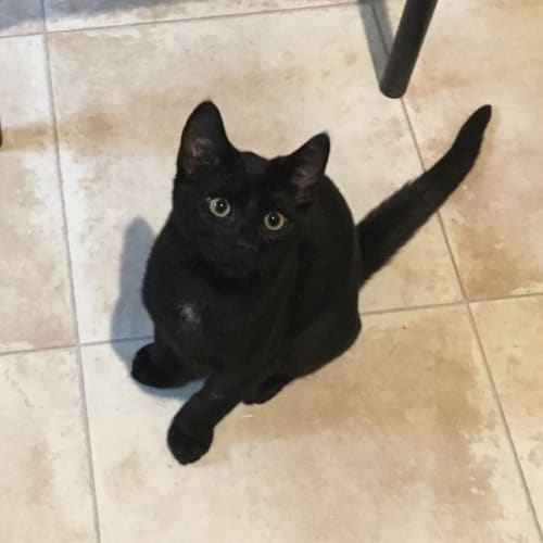 Jet