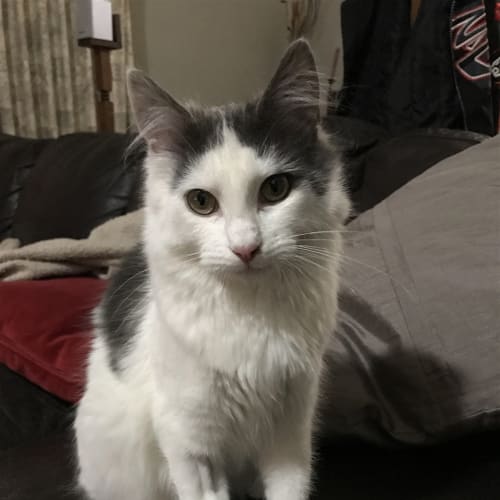 Cooper