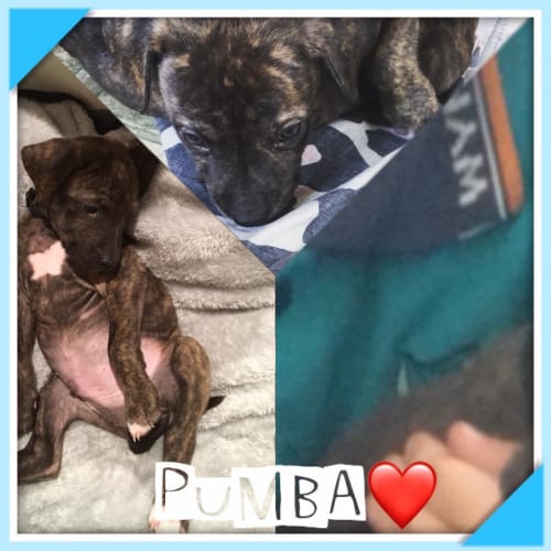Pumba 