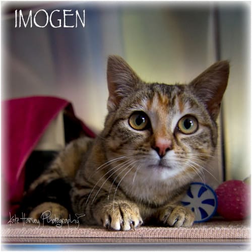 Imogen