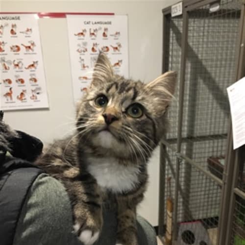 Tabby