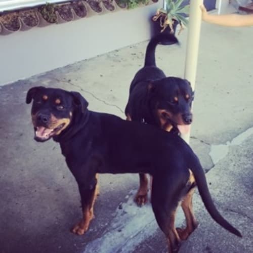 Camilla - Will be at Rspca Big Adopt Out