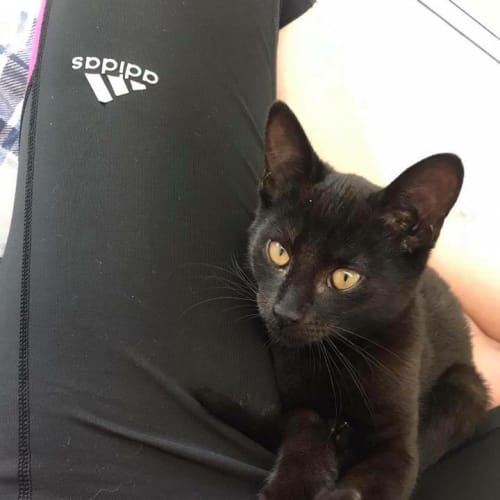 Oscar