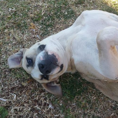 Juni "pet of the month $195"
