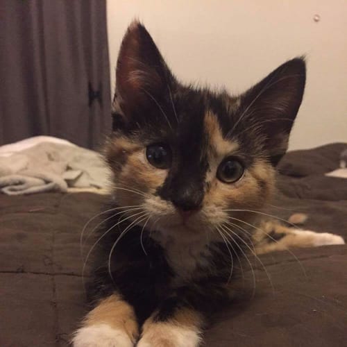 Mia 