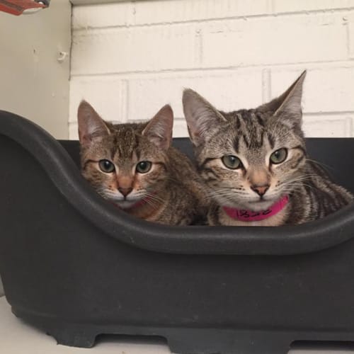 Mary-Kate and Ashley (3580 and 3581)