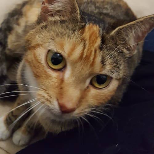 Pumpkin **2nd Chance Cat Rescue**