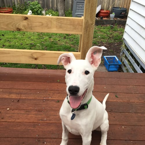 Bridget.... cat and dog friendly