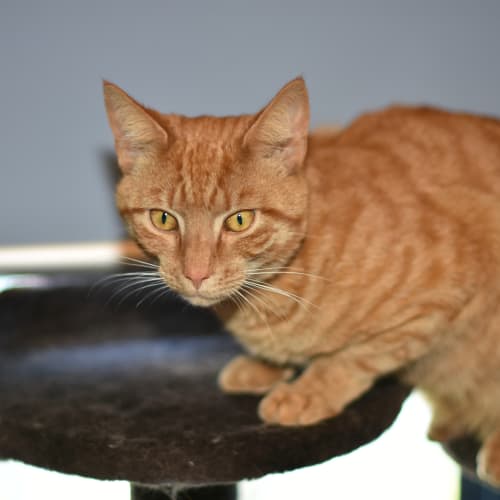 Ralph Lauren ***2nd Chance Cat Rescue***