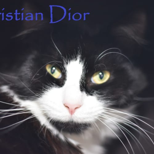Christian Dior ***2nd Chance Cat Rescue***