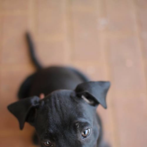 Norman