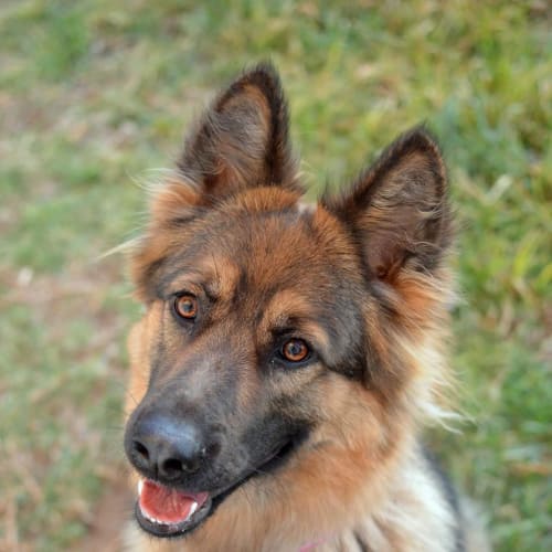 Sena - Meet and Greet organised