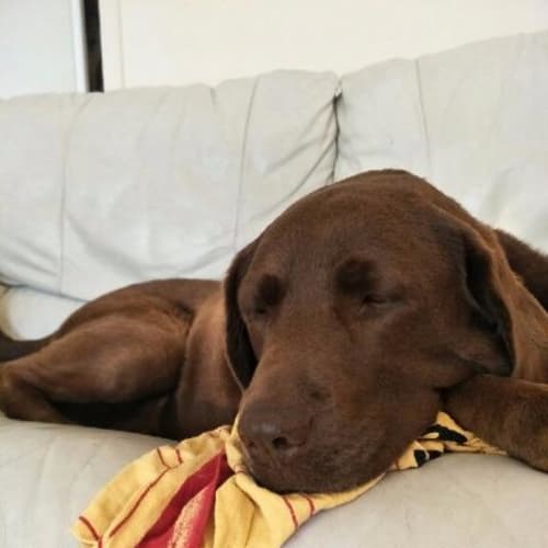 Rosie **Adoption Pending**