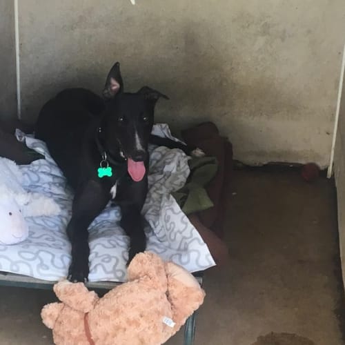 Leo (In Foster)