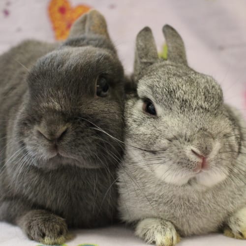 Dusty and Matilda (Vib) 