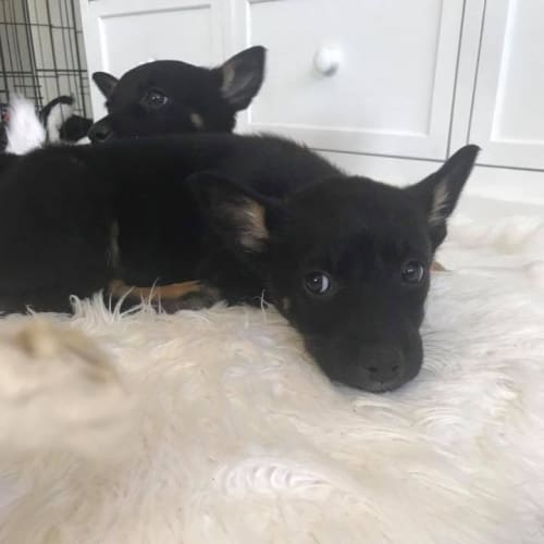 Missy 