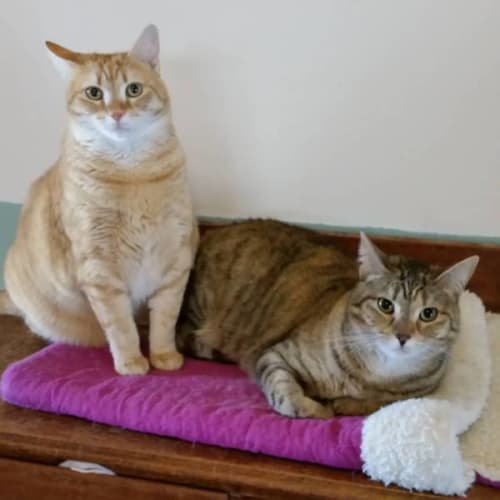 Sadie and Misty