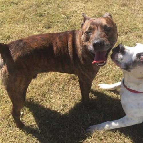 Basil (at rspca big adopt day Sept 16 Brisbane)