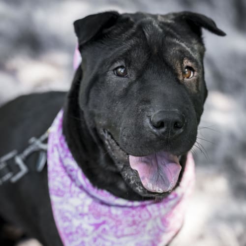 Xena