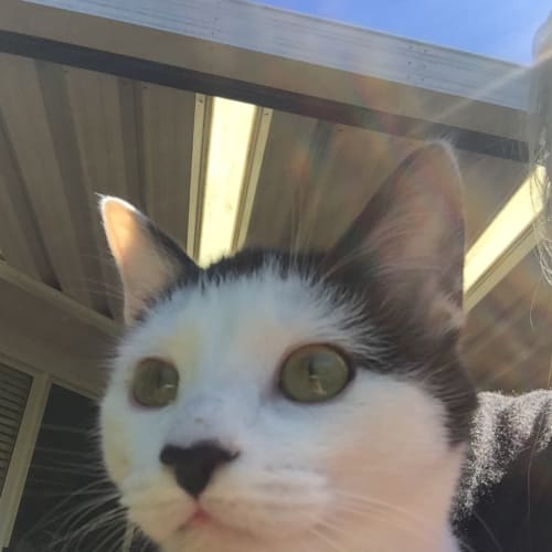 Alfie