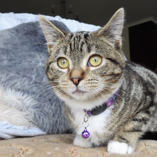 Miss Kitty Sampson